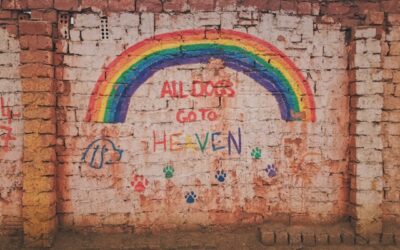 Pet Funerals in Chichester – A perfect and unique farewell for your beloved furry friend